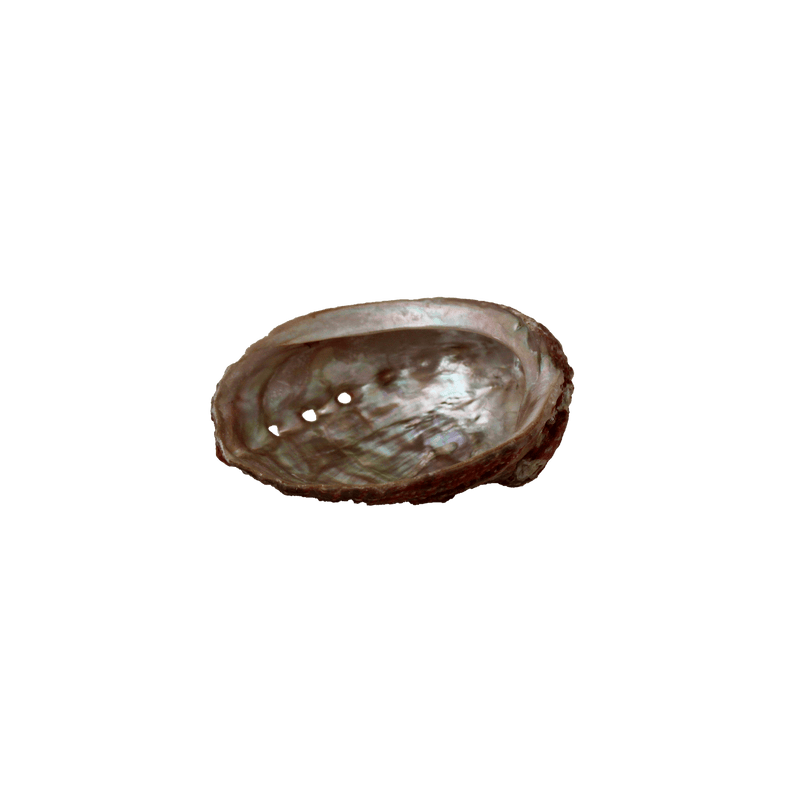 Mini Abalone Shell with Palo Santo